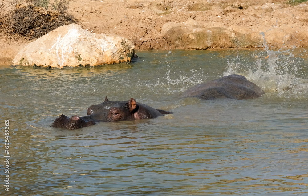 Fototapeta premium Hippopotamus or hippo (lat.- Hippopotamus amphibius)