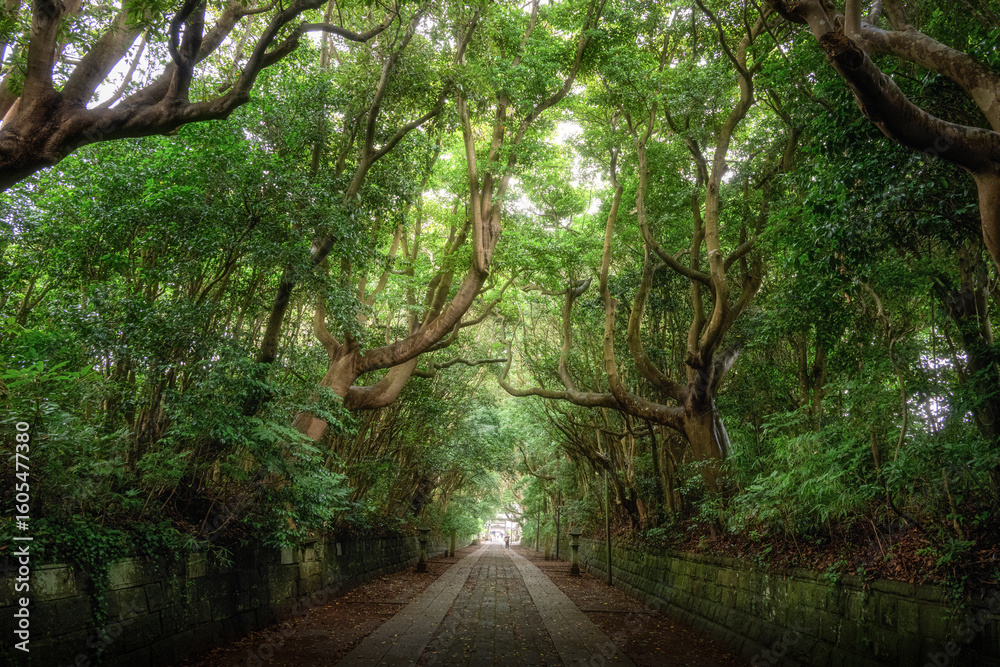 Fototapeta premium 新緑の酒列磯前神社 