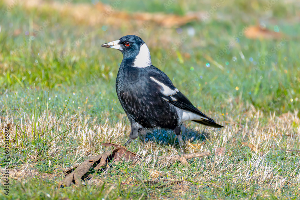 Fototapeta premium Australian Magpie on the grass in the morning dew
