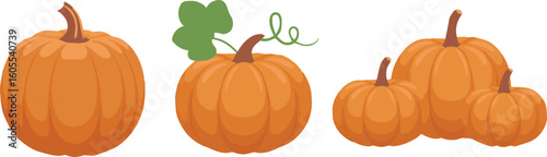 vector of orange pumpkins with leaves stems and tendrils for autumn harvest designs in ai eps jpeg png