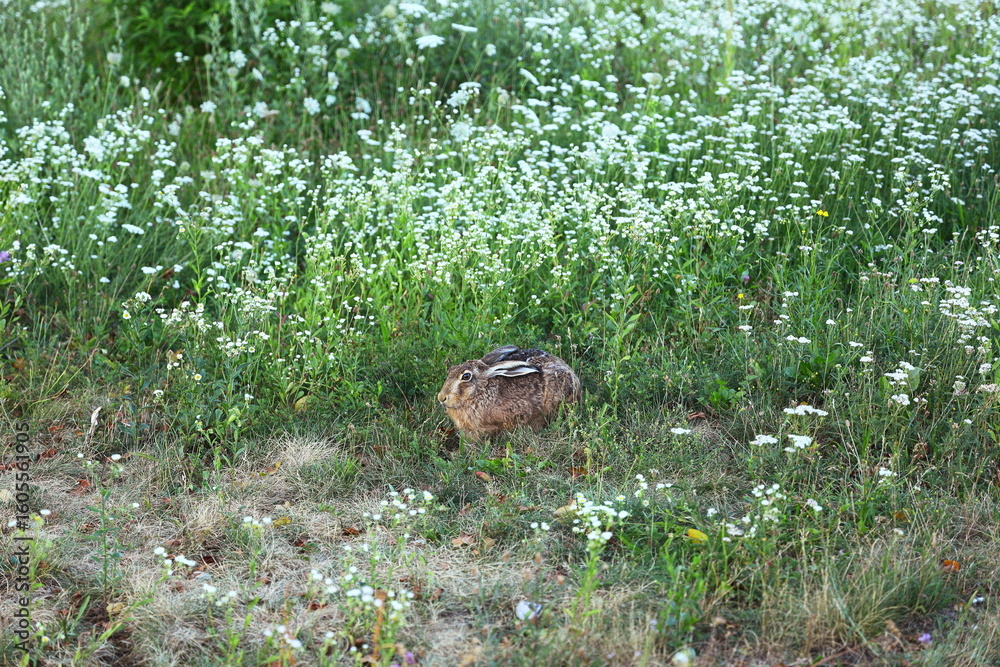 Obraz premium wild hare, brown rabbit, sitting hare, meadow, wildflowers, nature, green grass, summer field, wildlife, animal in the wild, ears up, alert rabbit, close-up, European hare, environment, outdoor, ecolo