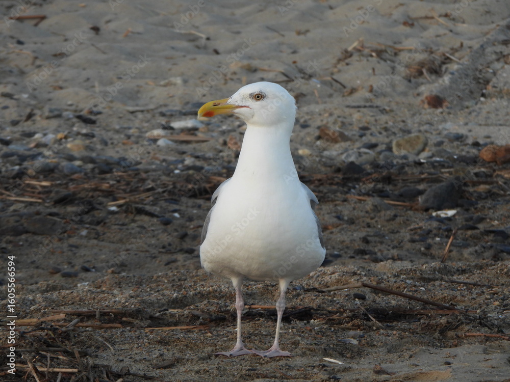 Obraz premium Beach Dweller