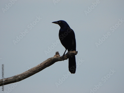 Fényképezés Perched in Thought