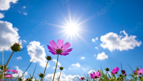 Bright flowers under a sunny sky