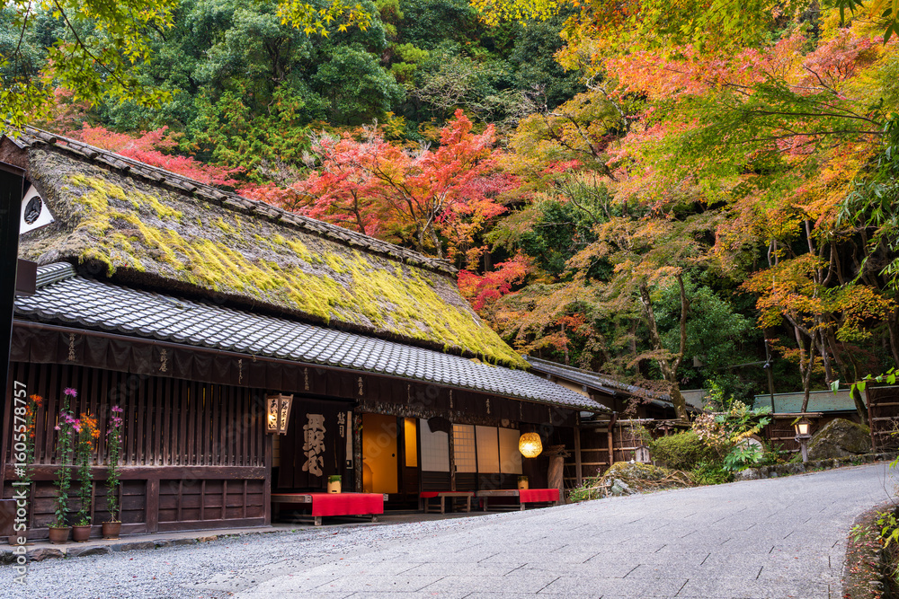 Fototapeta premium The historic Hiranoya teahouse in Arashiyama, featuring its iconic moss-covered thatched roof surrounded by autumn colors. Kyoto, Japan.