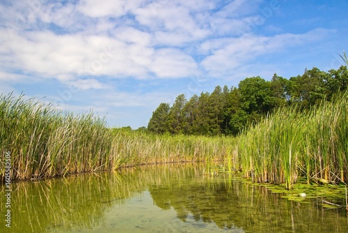 Картината върху платно Sunny Summer day landscape of the placid Bark River passing reeds and approaching a forest beneath a partly cloudy blue sky near Summit, Wisconsin