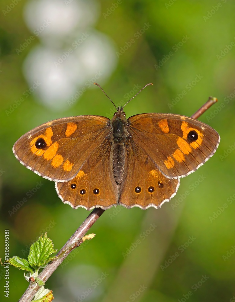Fototapeta premium Brown butterfly on branch
