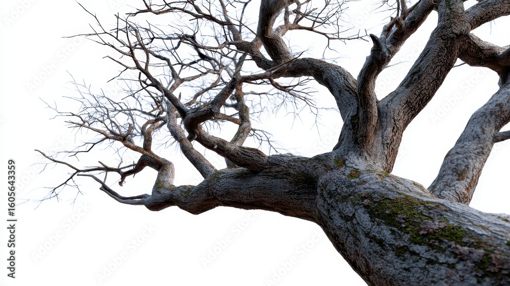 Obraz premium Ancient Tree's Silent Story: A magnificent, gnarled tree, its weathered trunk and sprawling branches reaching towards the sky. Whispering tales of resilience.