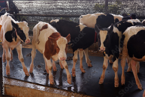 Φωτογραφία Small calves eating hay on modern cowshed