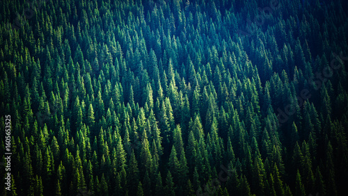 pine trees in Xinjiang