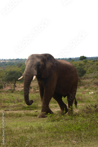 Photography elephants in the wild
