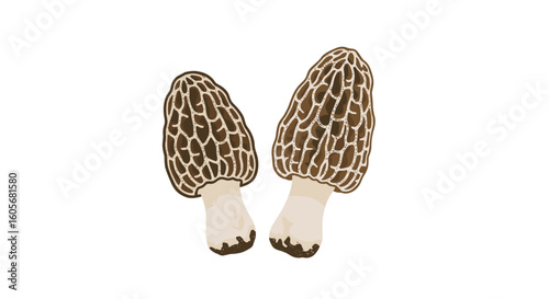 Two delicious morel mushrooms ready for culinary delights and foraging adventures