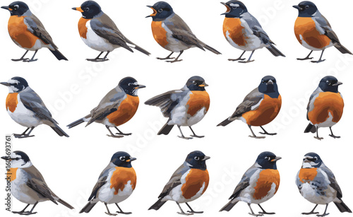 Illustrated group of american robins in various poses on a clean white background