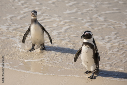 Members of the Boulder Beach Penguine Colony play along the beach front at Table Mountian National Park Marine Protected Area in Boulder Beach, South Africa. Sunday, July 20, 2025. (Matt Ferris)