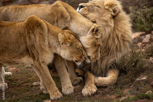 Foto Lions interacting with each other at Aquila Private Game Reserve in Touws River, South Africa