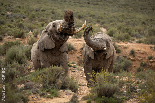 Photos Elephants interacting at Aquila Private Game Reserve in Touws River, South Africa