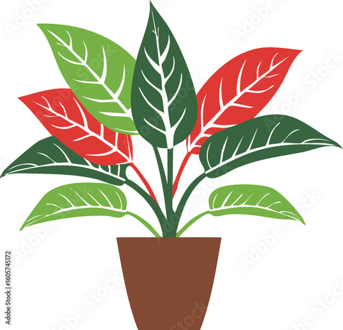 디펜바키아, Dieffenbachia 식물 화분