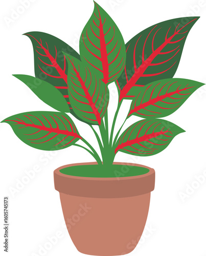 디펜바키아, Dieffenbachia 식물 화분