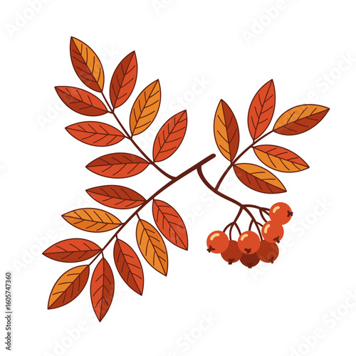 Illustration of a colorful autumnal rowan branch with leaves and berries.
