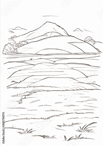 vector drawing of a tree