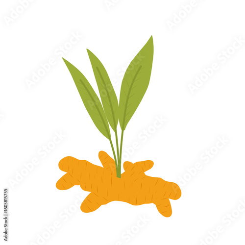 Turmeric plant illustration. Herbal plant illustration. Flat design turmeric illustration. Turmeric illustration with leaves. Hand-drawn turmeric illustration 