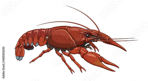 Illustration of a bright red crawfish with detailed anatomy and subtle shading on a white background that show the fine details of this creature