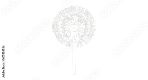 Monochrome Dandelion Head with Simple Stem on a Clean White Backdrop Design Element