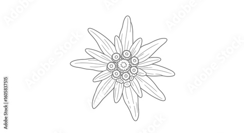 Detailed line art illustration of edelweiss flower,symbolizing resilience and alpine beauty with delicate petals and intricate center design