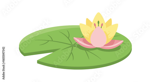 Delicate Water Lily Blossom Floating on a Serene Lily Pad with Soft Pastel Hues, Artistic Expression of Aquatic Flora on White Backdrop