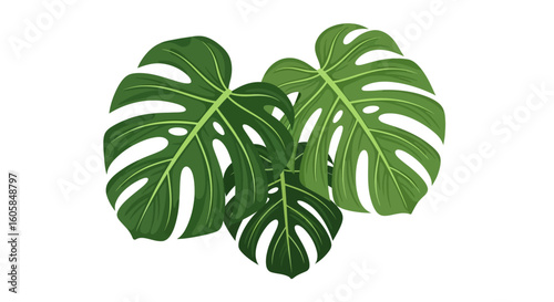 Elegant cluster of vibrant Monstera Deliciosa leaves against a pristine white backdrop offering a nature inspired and minimalist aesthetic suitable