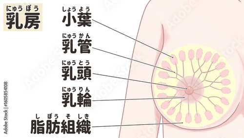 Breast anatomy Labeled diagram Front view PNG