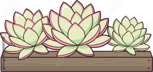 Close up of variegated echeveria rosettes arranged on a weathered wood shelf with soft natural backlight.