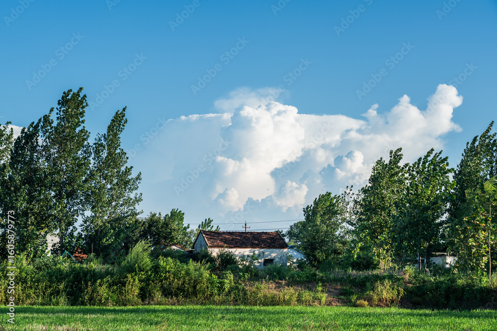 Beautiful rural landscape with green fields and scattered trees Beautiful rural landscape with green fields and scattered trees