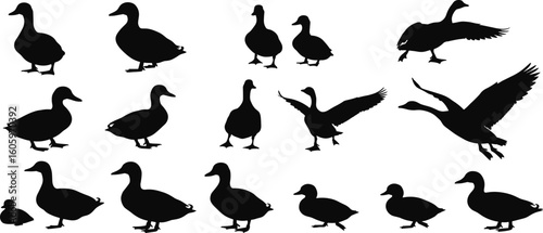 Silhouette set of ducks and geese in various poses, flying, standing, sitting, walking, isolated vector illustration for design elements
