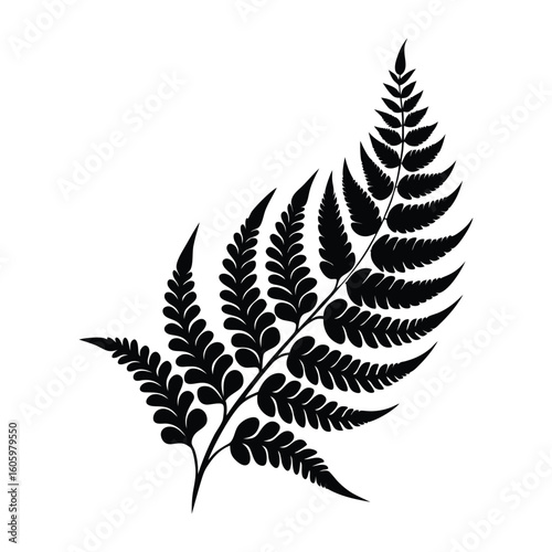 fern leaf isolated on white