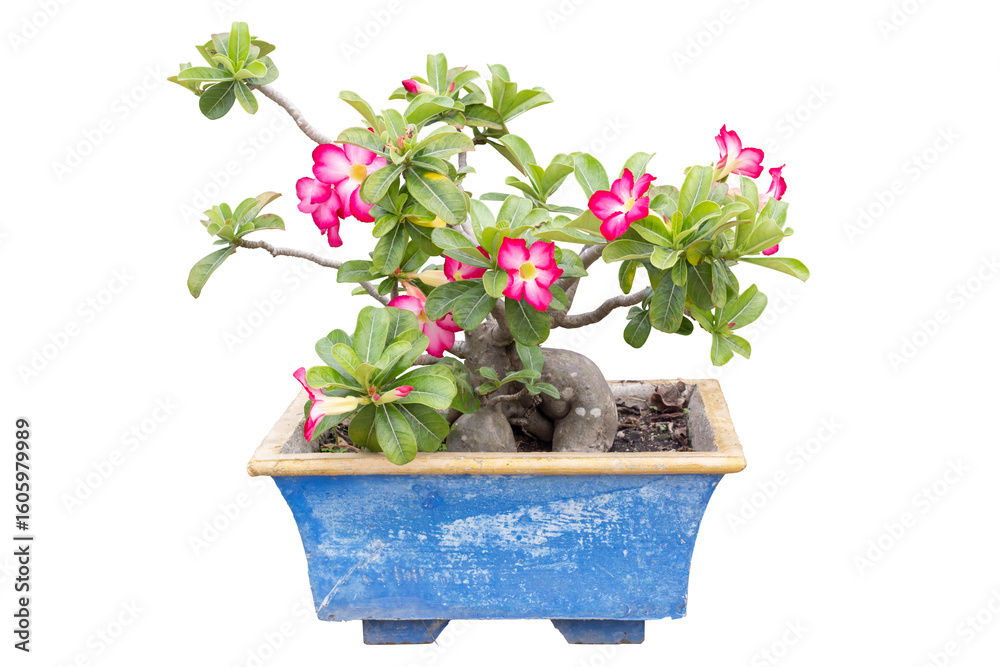 Pink adenium, desert rose, mock azalea, pinkbignonia or impala lily flowers bloom in pot isolated on white background included clipping path. Pink adenium, desert rose, mock azalea, pinkbignonia or impala lily flowers bloom in pot isolated on white background included clipping path.