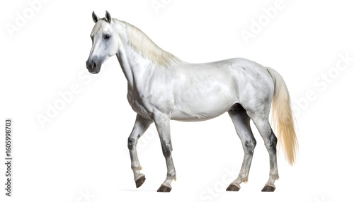 Grey horse profile, full body