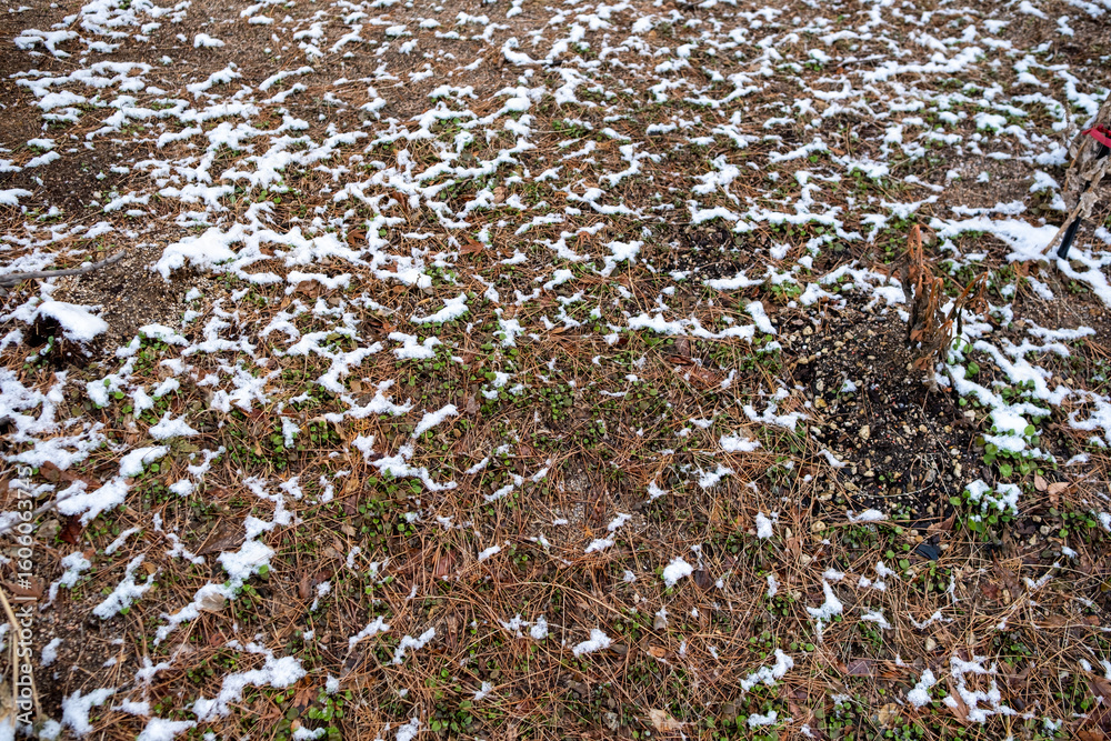 flock of birds flock of birds