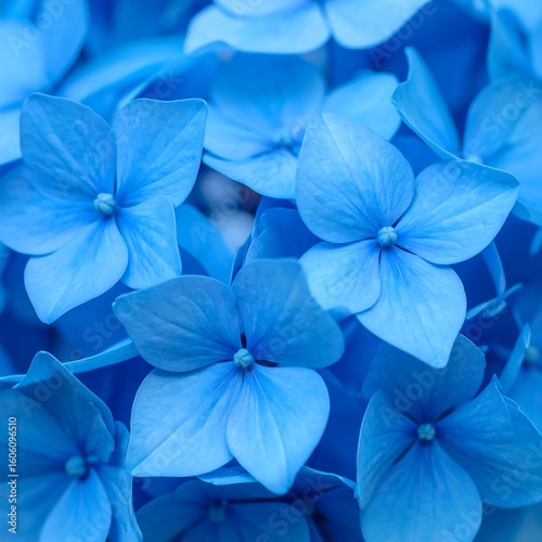 Close-up vibrant blue hydrangea blossoms