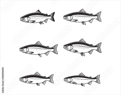 Salmon fish vector icons, showcasing sea saltwater humpback and freshwater river pink salmon or trout species. These isolated symbols are great for a seafood restaurant.

