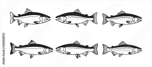 Vector illustrations of salmon fish, which include sea saltwater humpback and freshwater river pink salmon or trout species. Isolated symbols suitable for a seafood restaurant.

