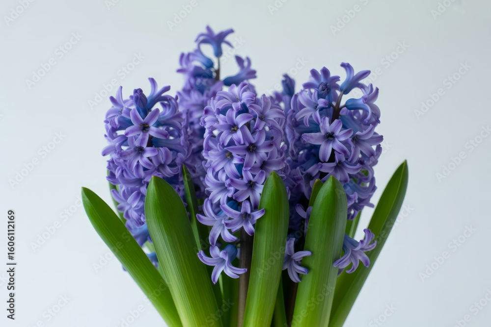 Fototapeta premium Beautiful Purple Hyacinth Flowers Blooming in Springtime with Green Leaves Against White Background a Floral Still Life