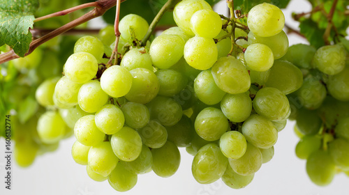 Green grape cluster hanging on vine, close-up view displaying plump, fresh produce against transparent background -