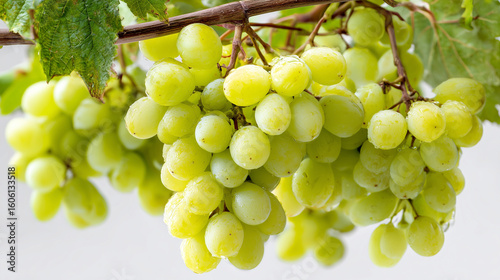 Green grape cluster hanging on vine, close-up view displaying plump, fresh produce against transparent background -