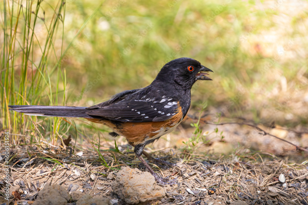 A Spotted Towhee on the ground with a seed in its beak at Oaks Bottom Wildlife Refuge in Portland Oregon A Spotted Towhee on the ground with a seed in its beak at Oaks Bottom Wildlife Refuge in Portland Oregon