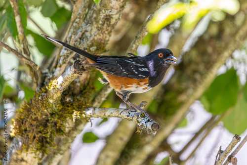 A Spotted Towhee on a tree branch at Oaks Bottom Wildlife Refuge in Portland Oregon