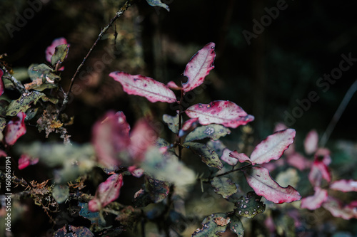 Horopito Leaves on Oparara Basin, Kahurangi National Park, New Zealand