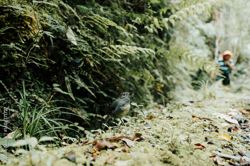 Fototapeta premium New Zealand Robin 