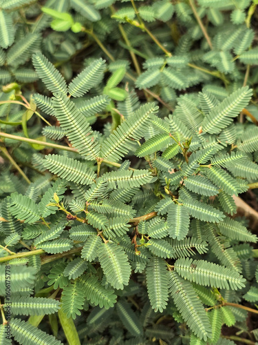 close up shot of the green Mimosa pudica leaves