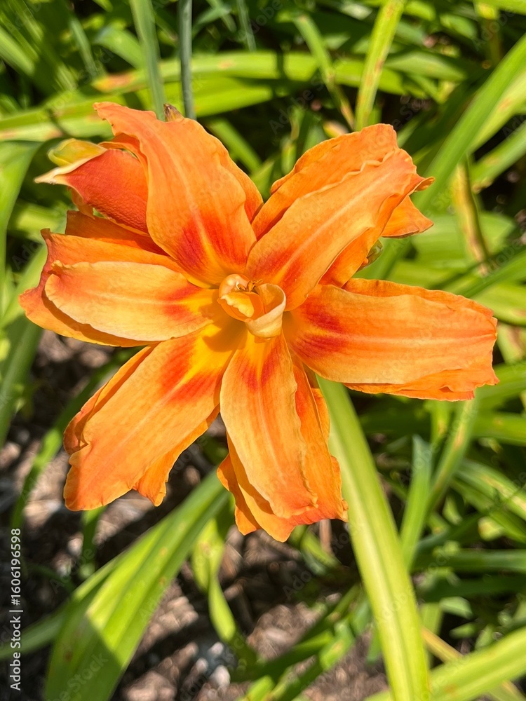 orange tiger lily orange tiger lily